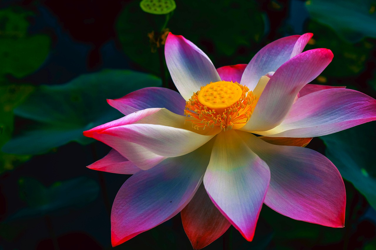 lotus  plant  flower free photo