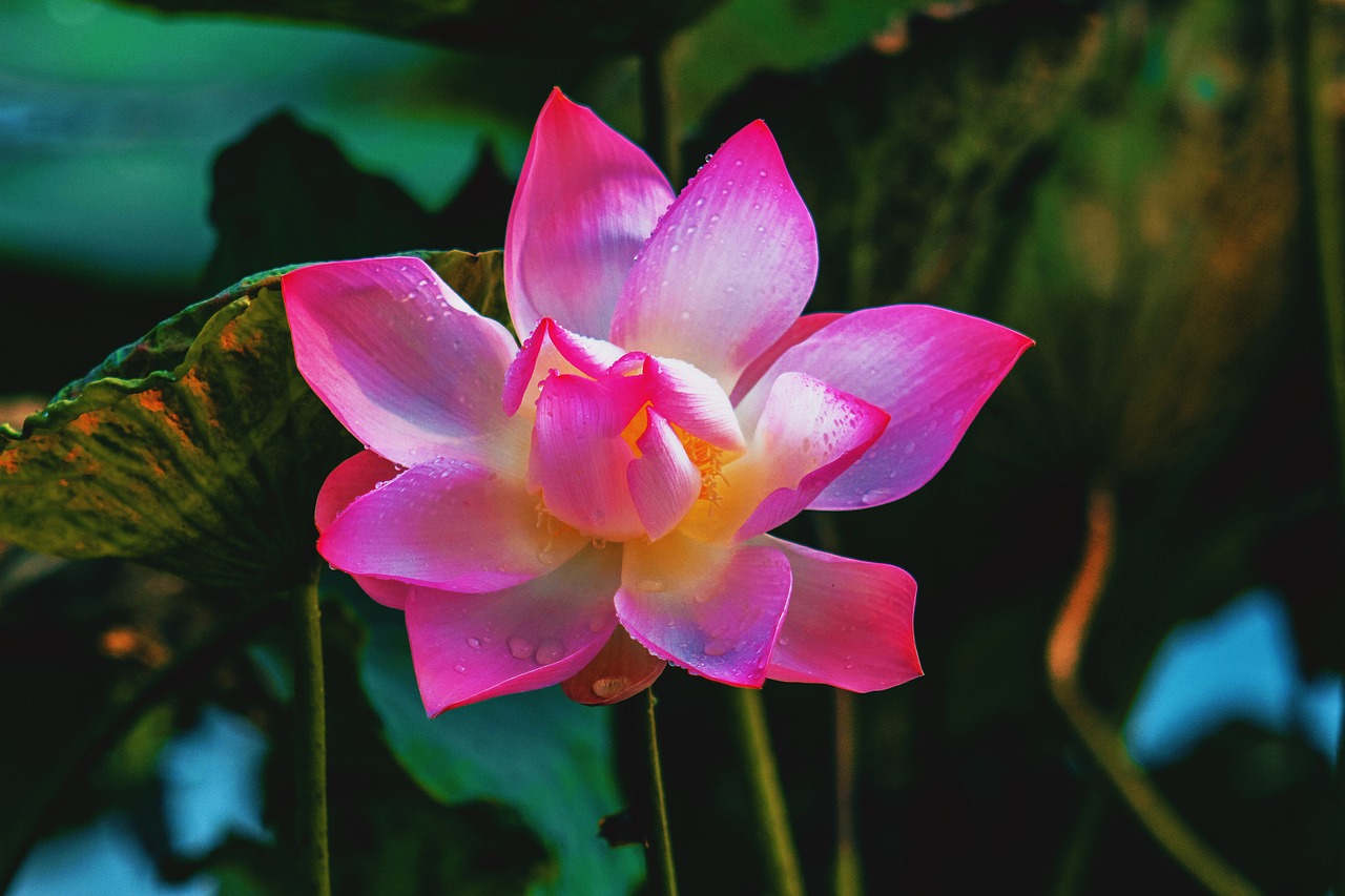 lotus  plant  flower free photo