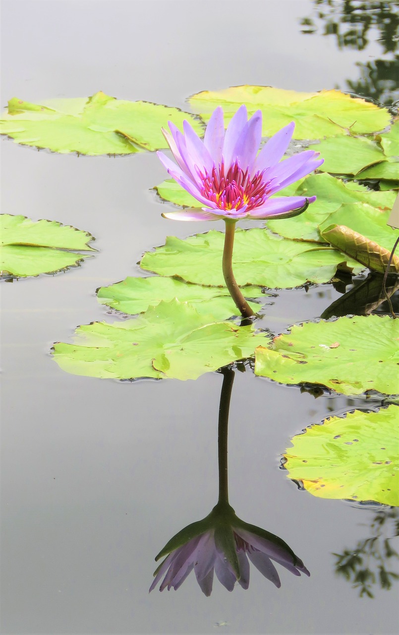 lotus  pond  flower free photo