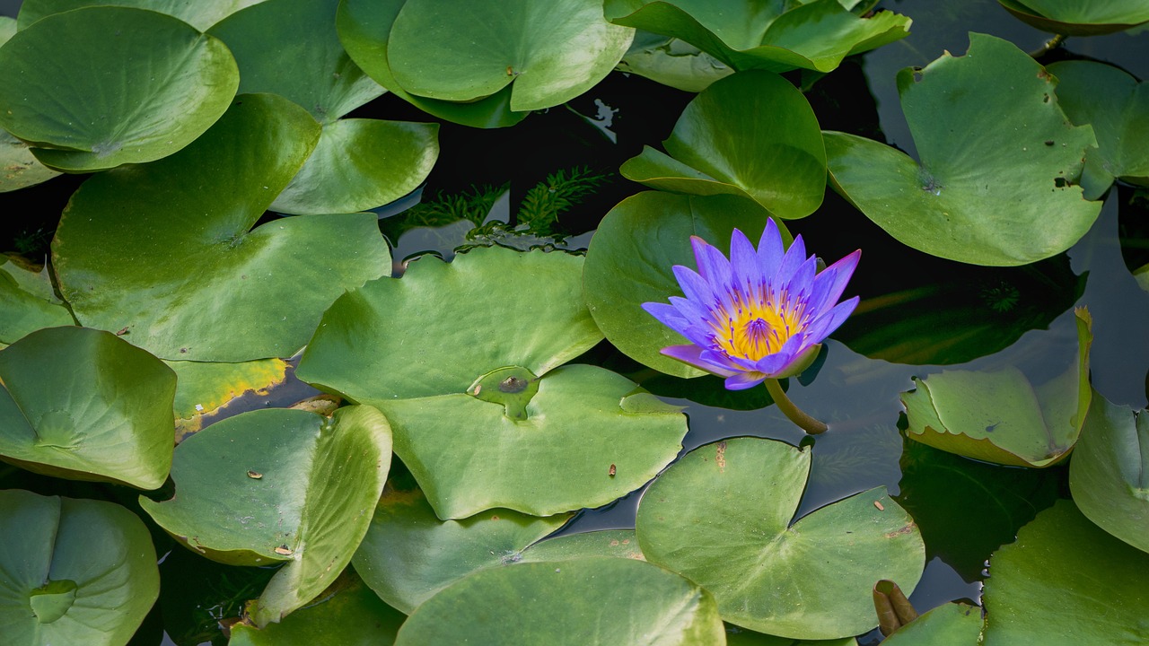 lotus  landscapes  flower free photo