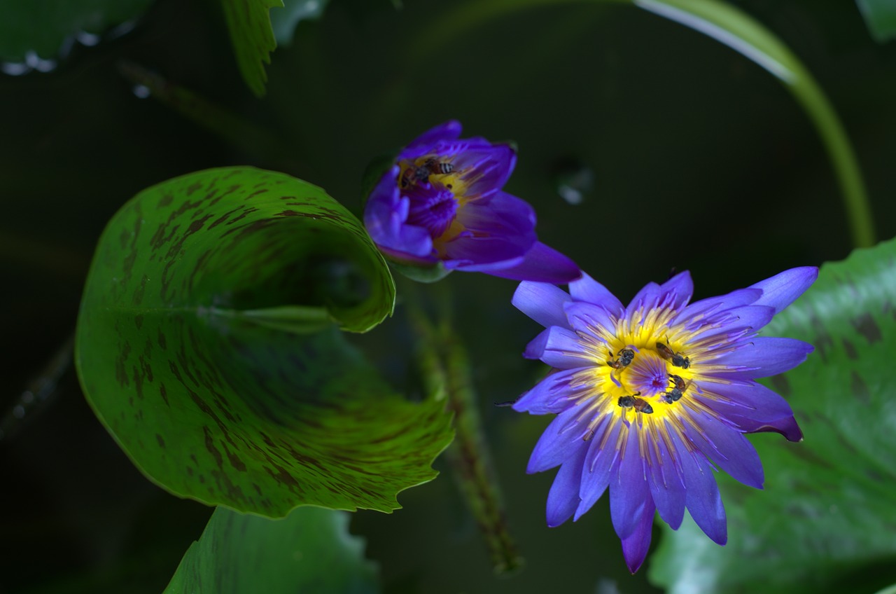 lotus  bee  along free photo