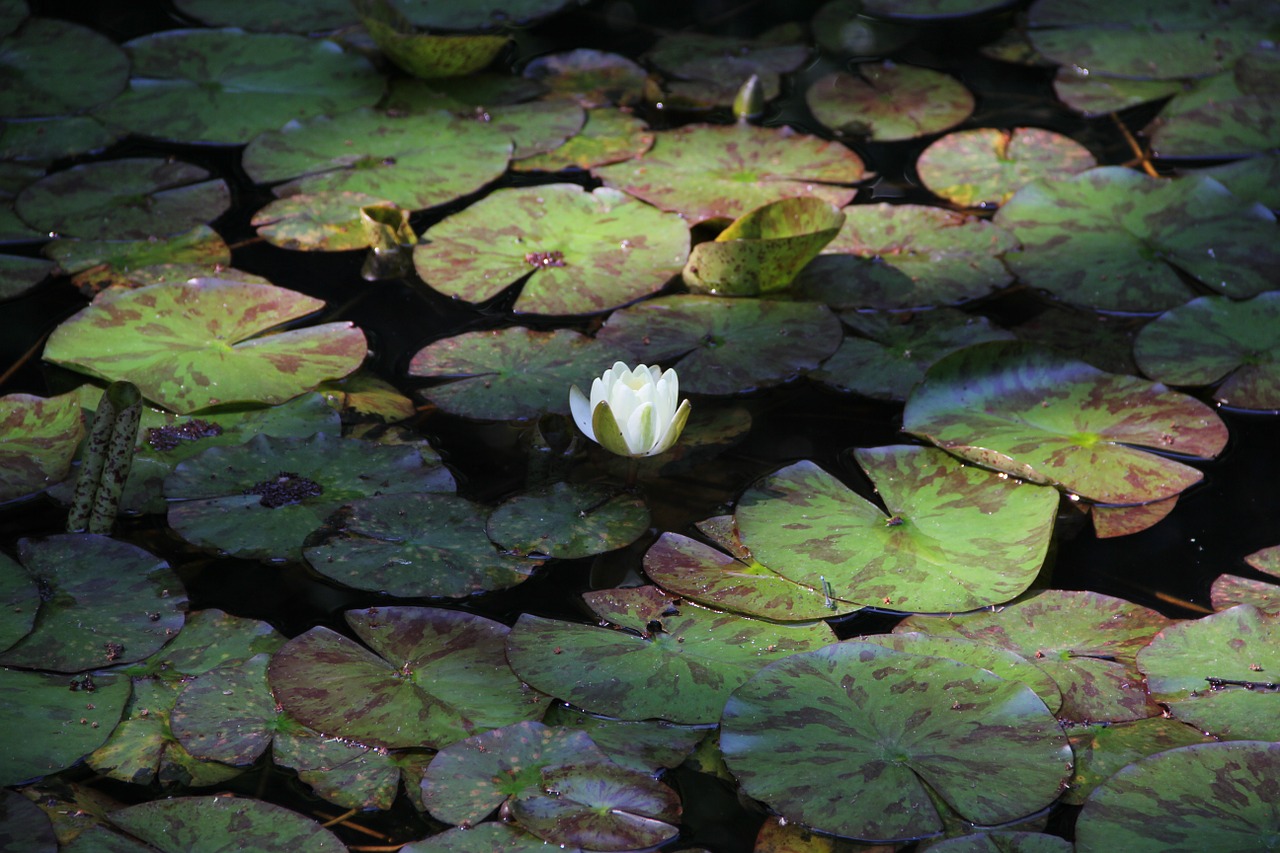 lotus spring summer free photo