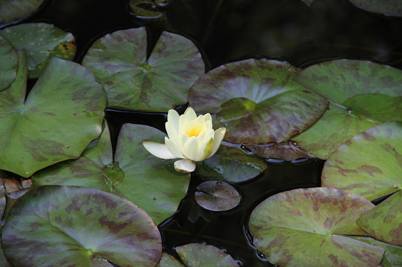 lotus white lotus flowers free photo