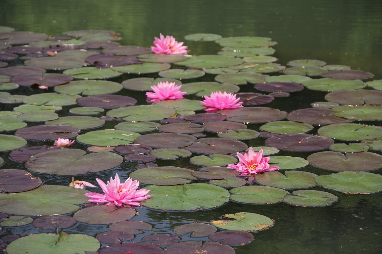 lotus pink hawthorn free photo