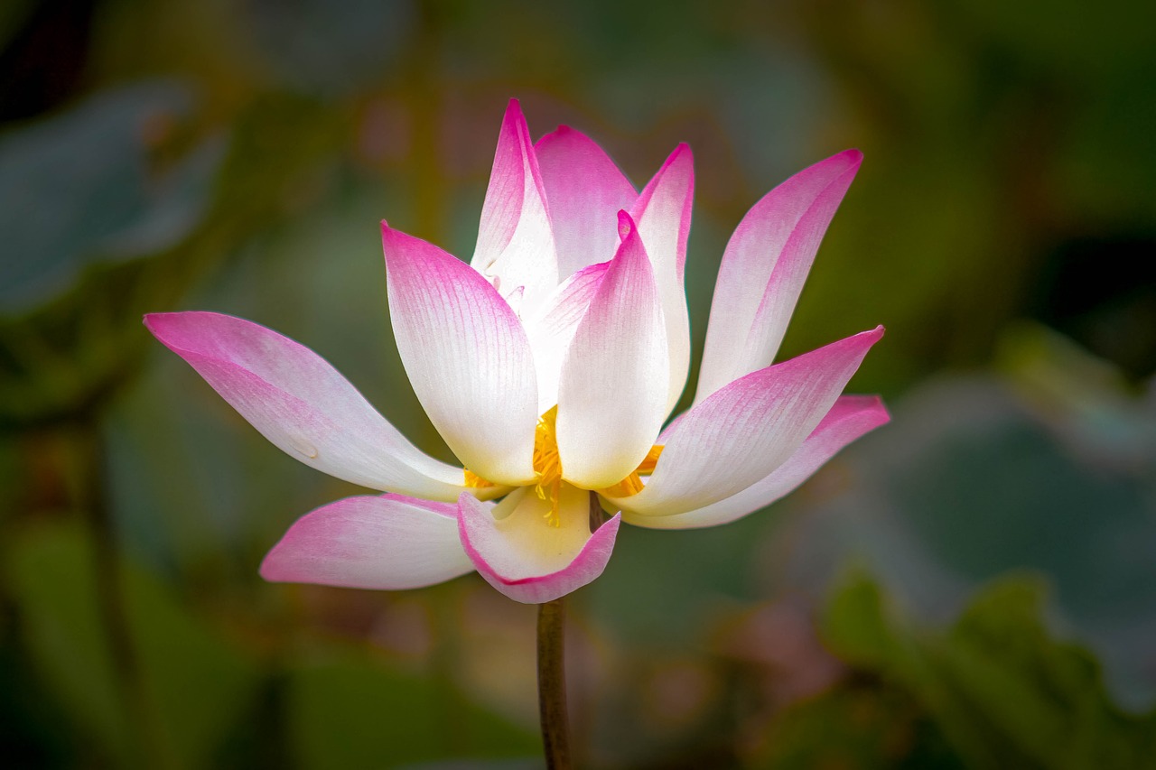 lotus  plant  flower free photo