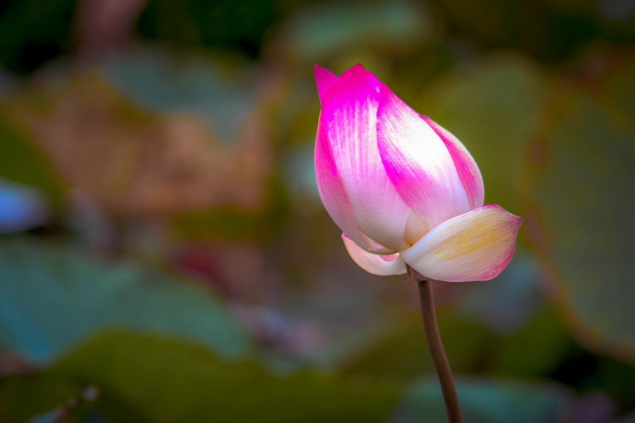 lotus  plant  flower free photo