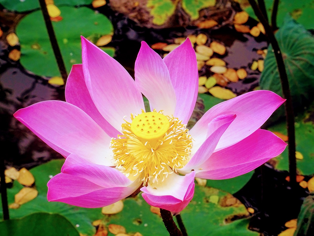 lotus  flower  bali free photo