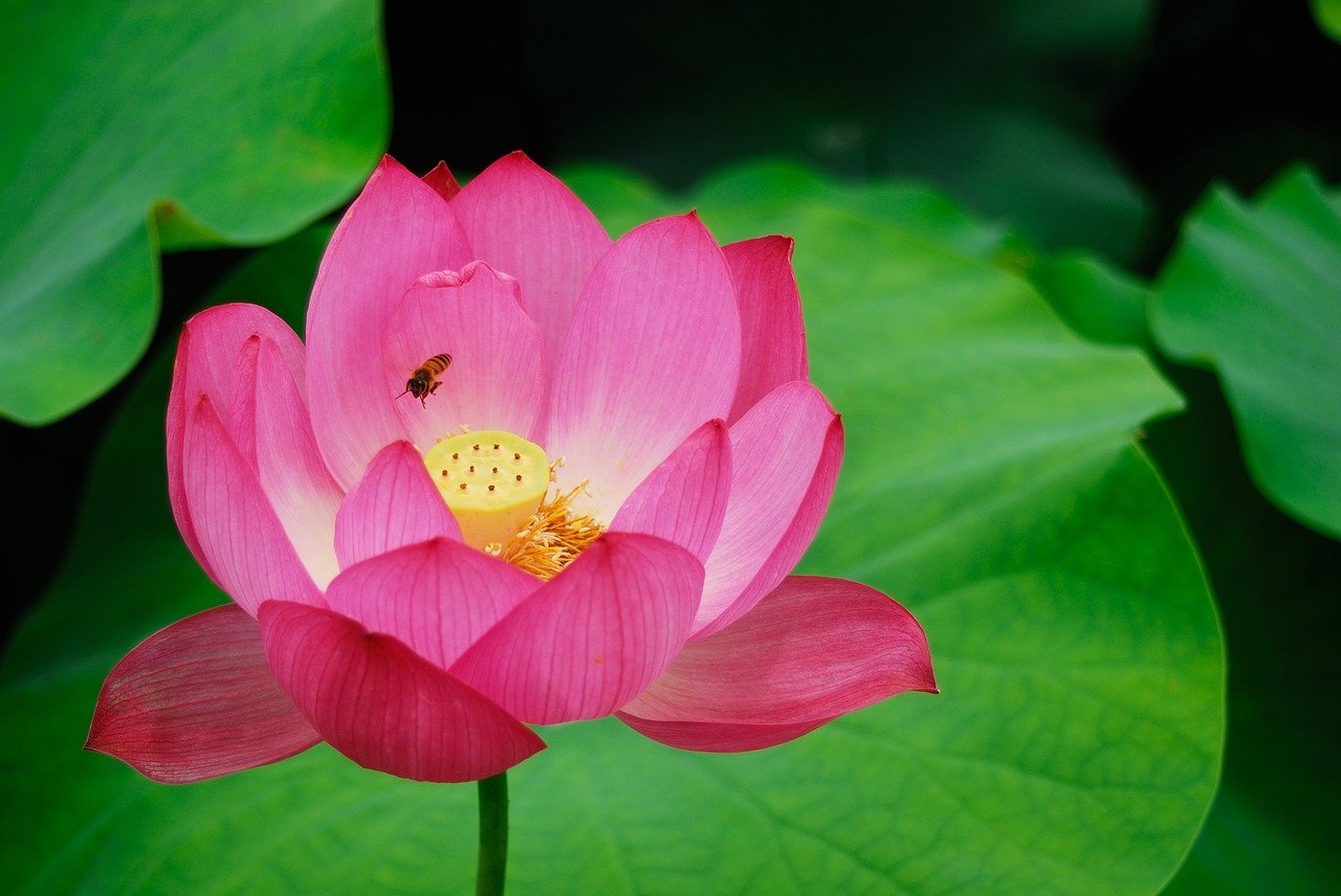 lotus  flower  nature free photo