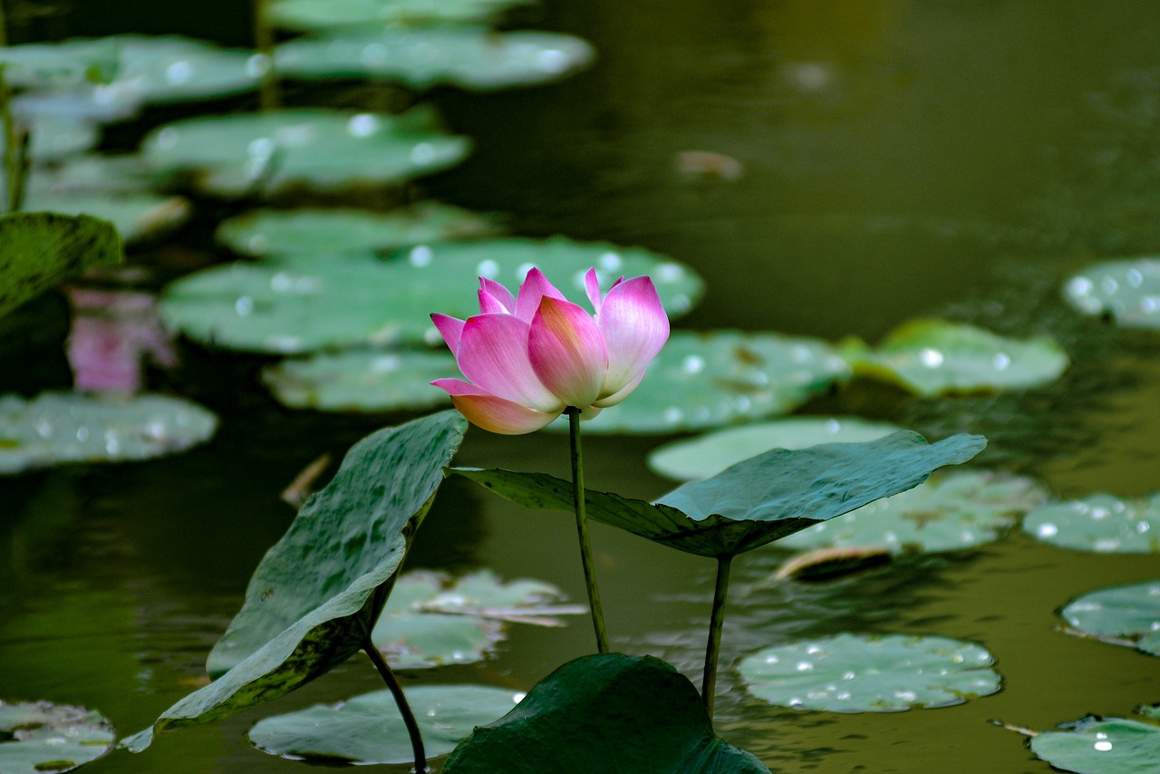 lotus  flower  water free photo