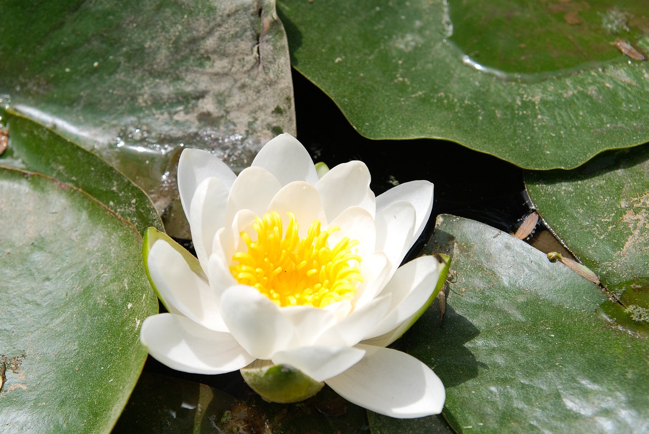 lotus  lotus leaf  flowers free photo