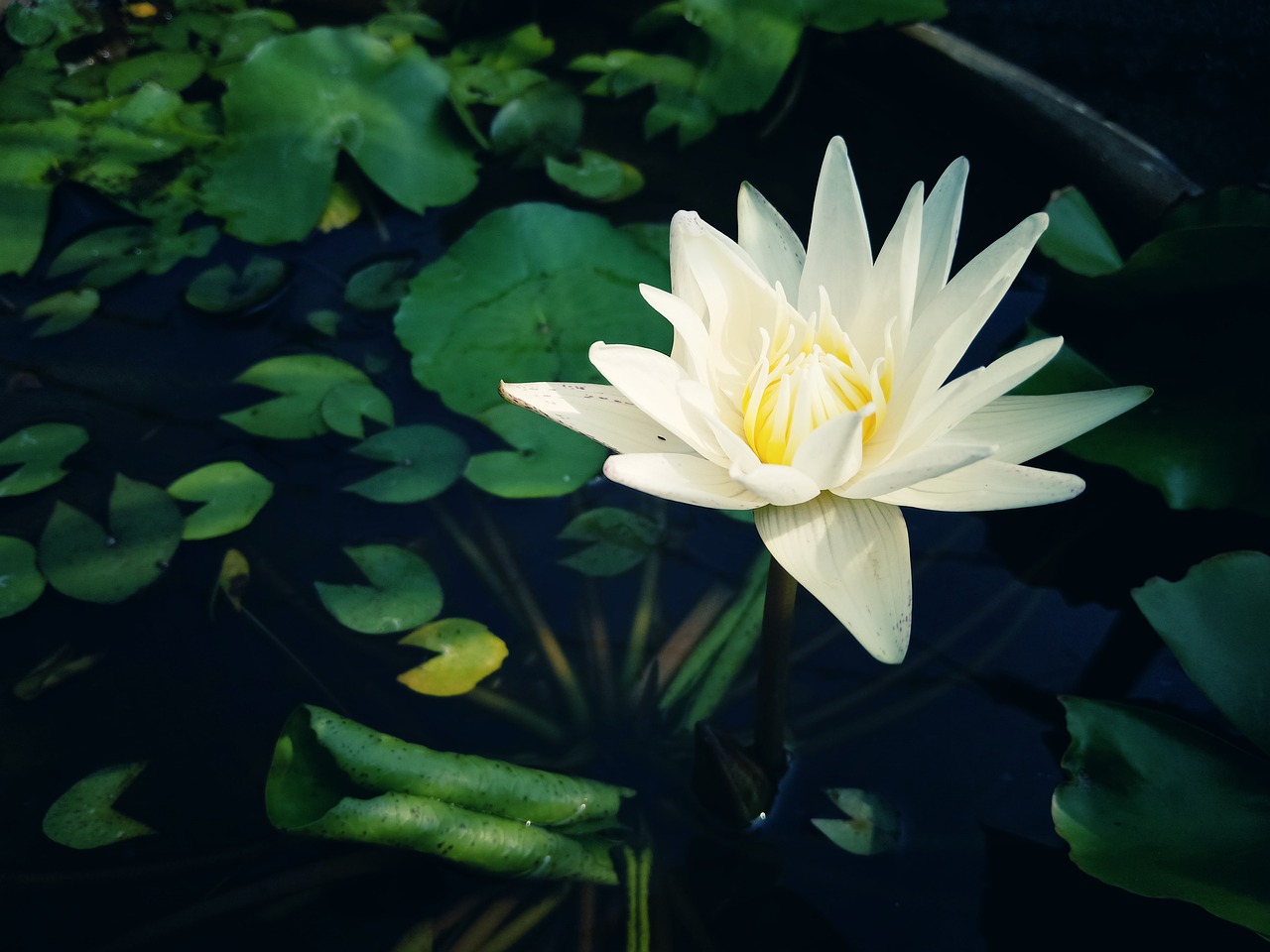 lotus  flower  blossom free photo