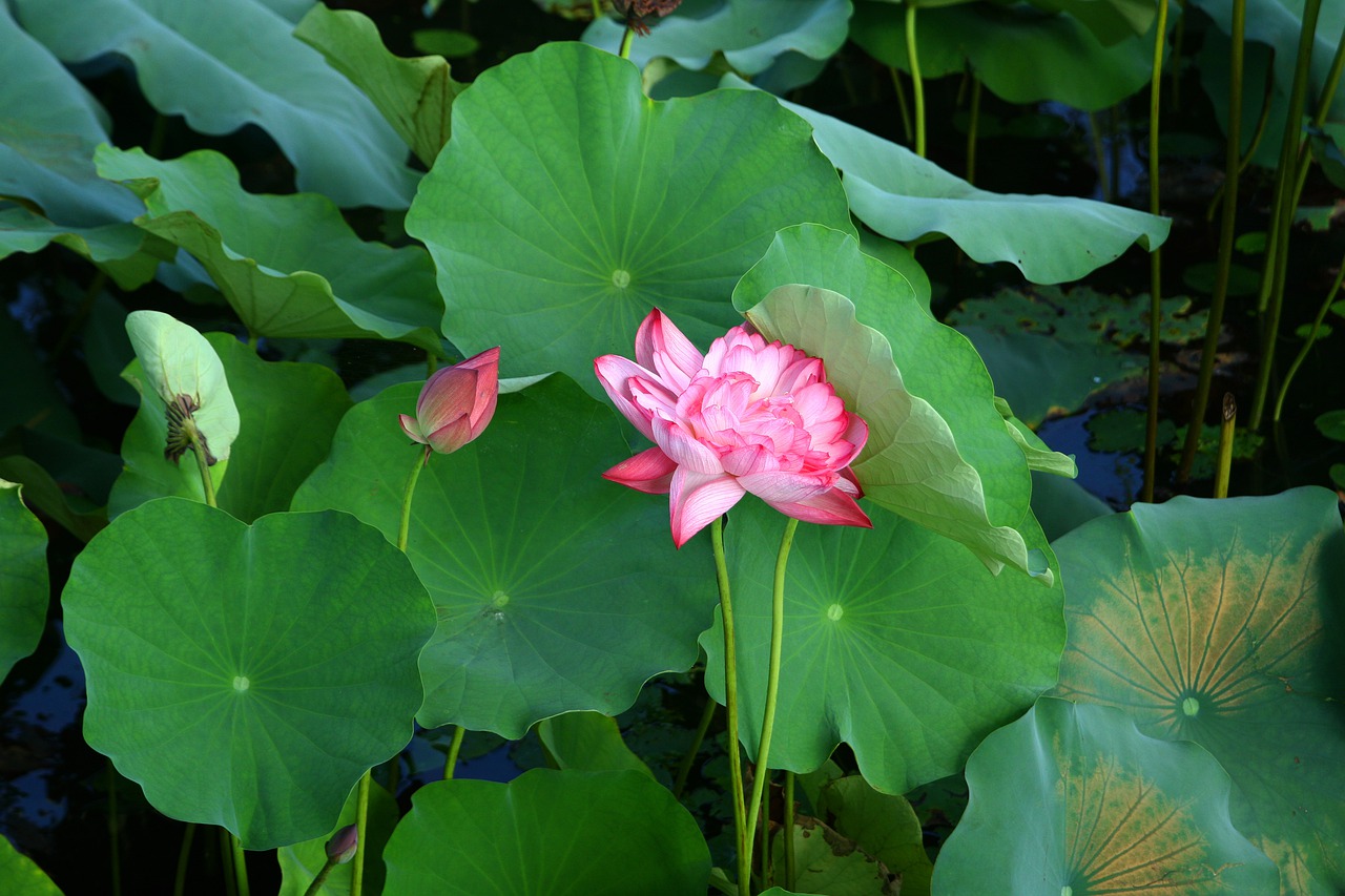lotus  plants  nature free photo