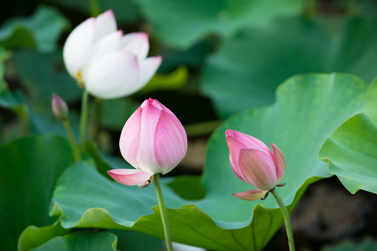 lotus  flower  nature free photo