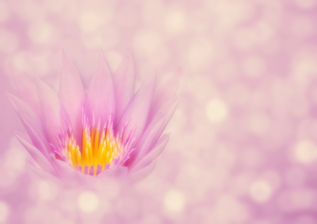 lotus  flower  bokeh free photo