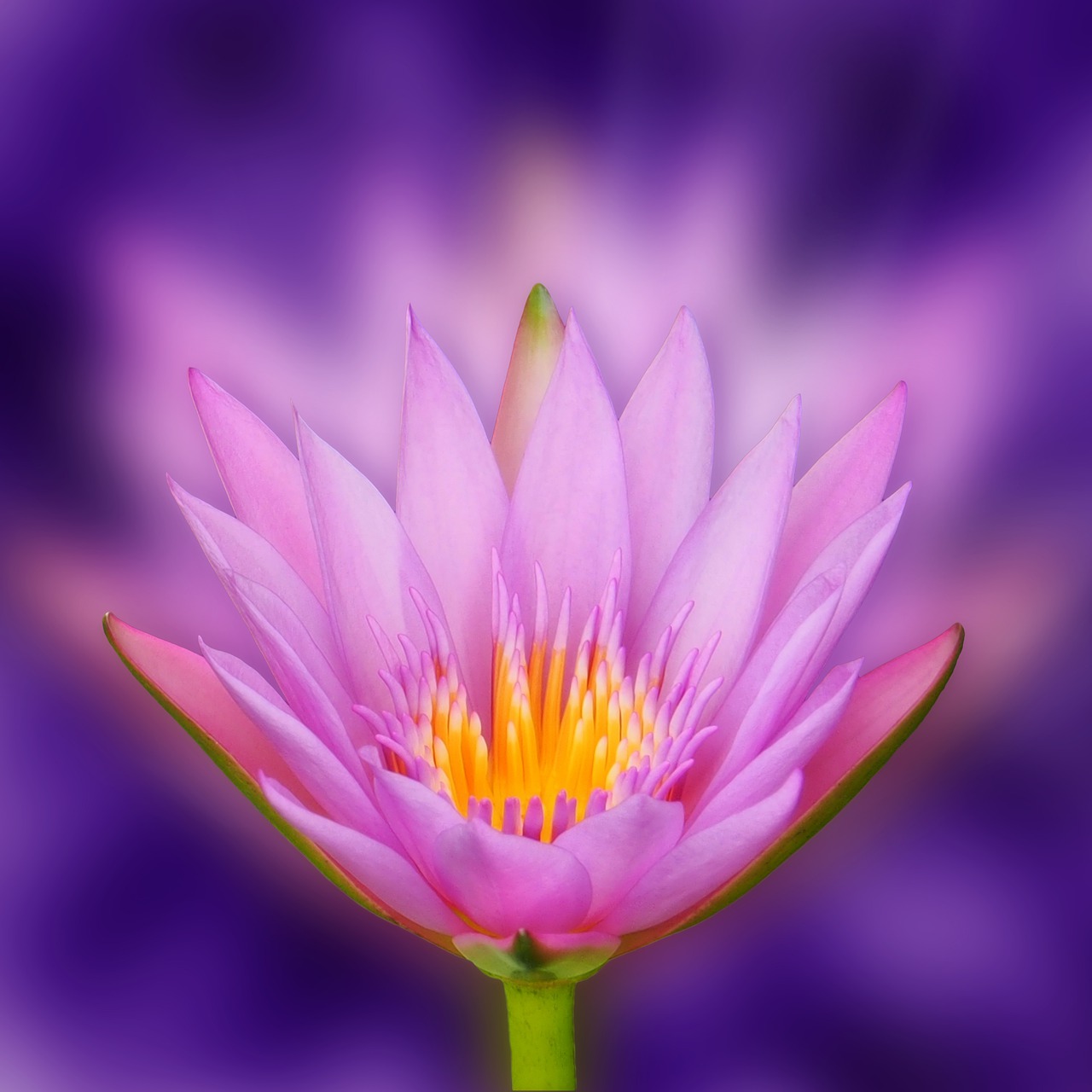 lotus  flower  bokeh free photo