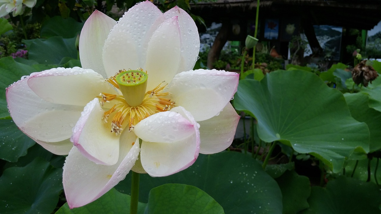lotus fair rainy day free photo