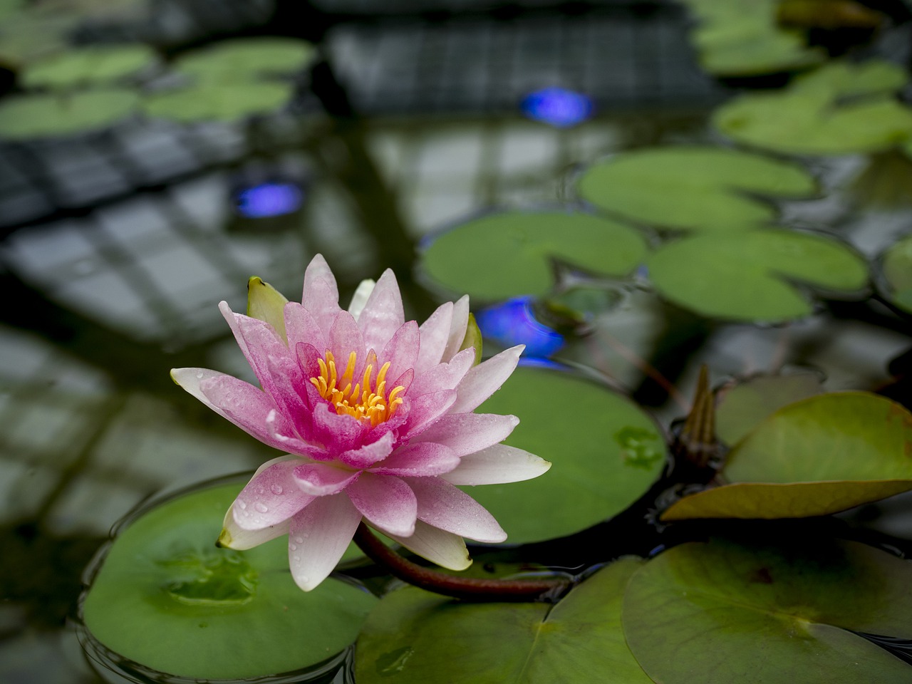 lotus  flower  petals free photo