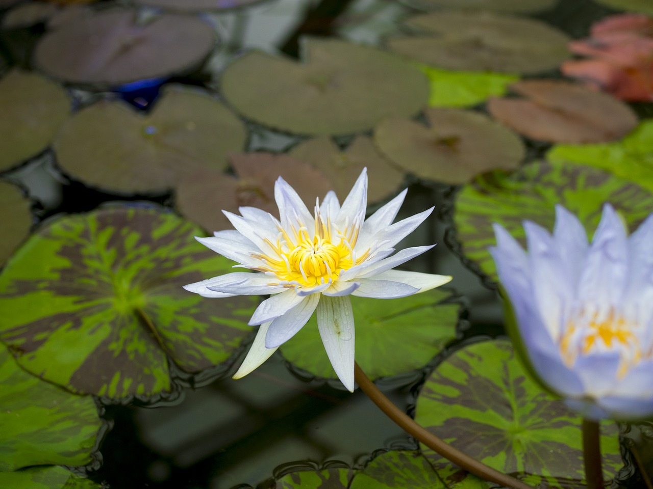 lotus  flower  water free photo