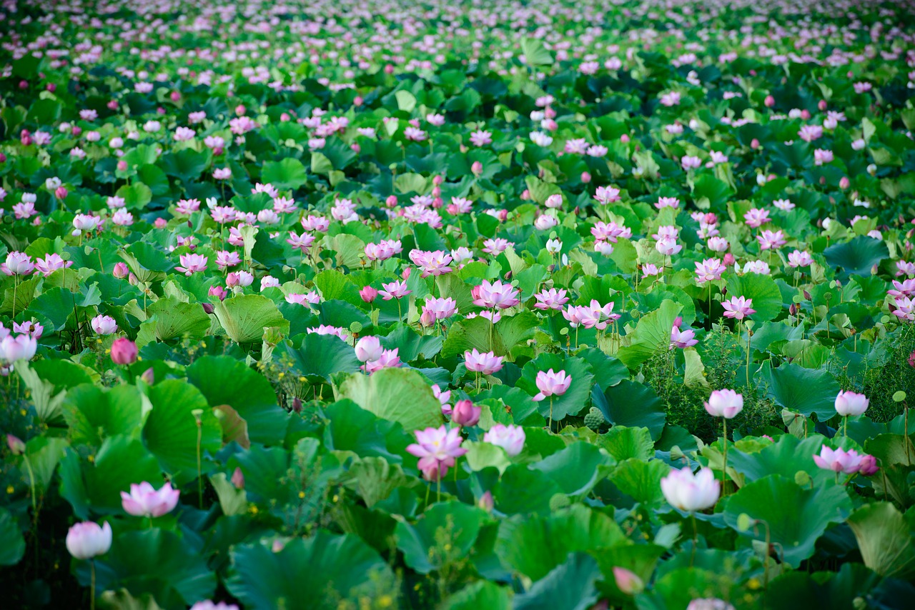 lotus  nature  pink free photo