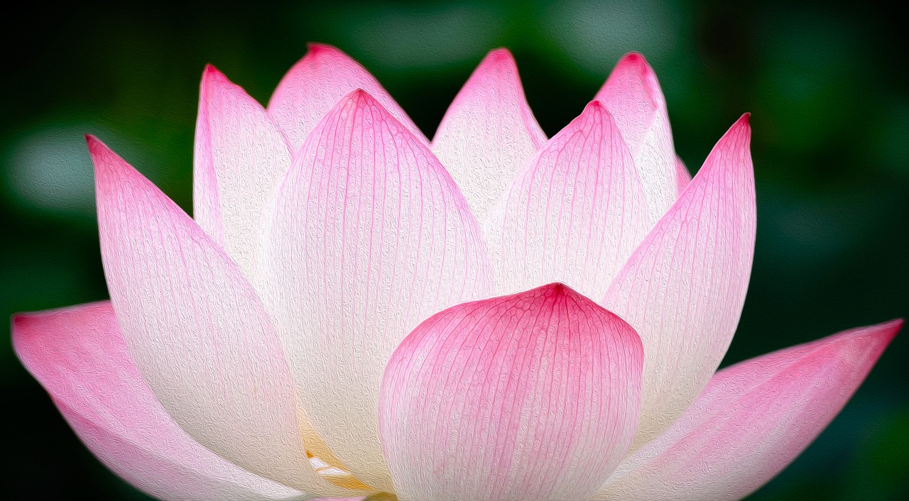 lotus  flower  pink free photo