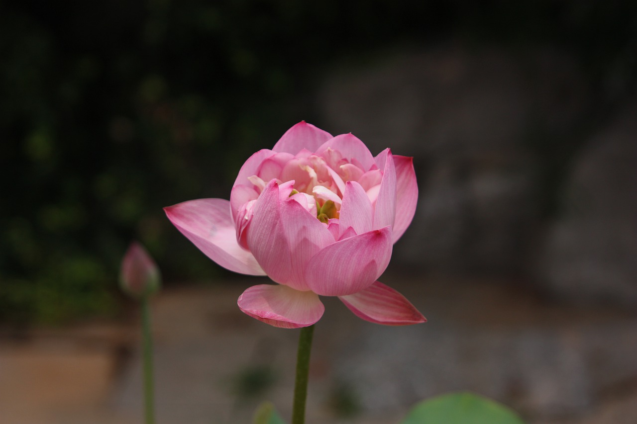 lotus  jinan  baotu spring free photo