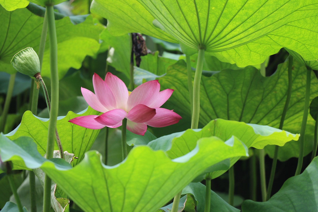 lotus  summer  west lake free photo