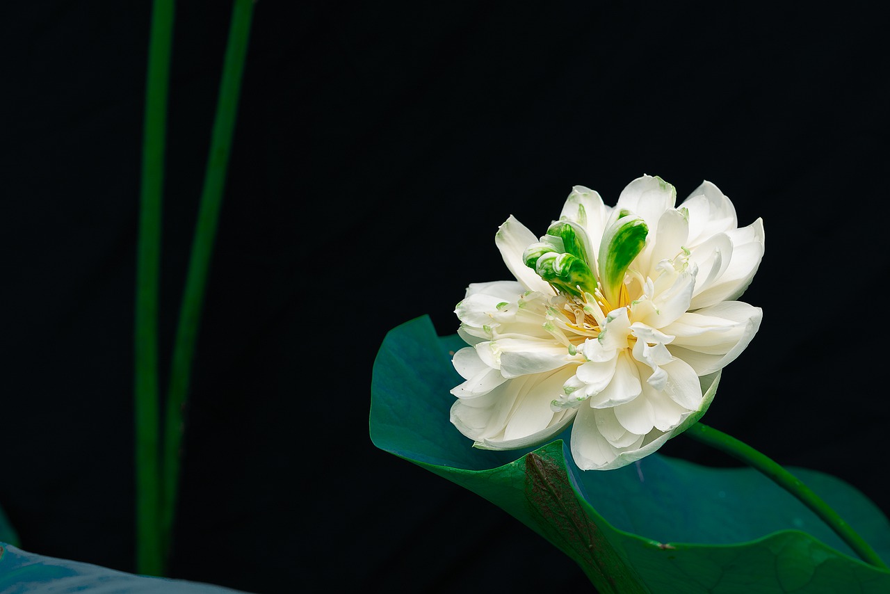 lotus  yellow  nature free photo