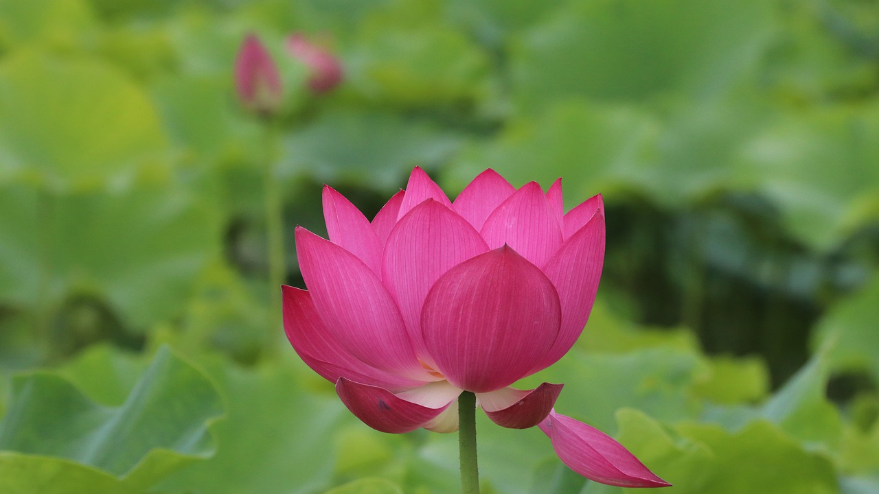 lotus  summer  spring free photo