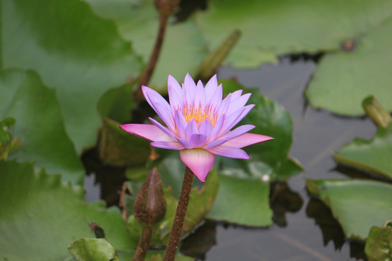 lotus waterlily flower free photo