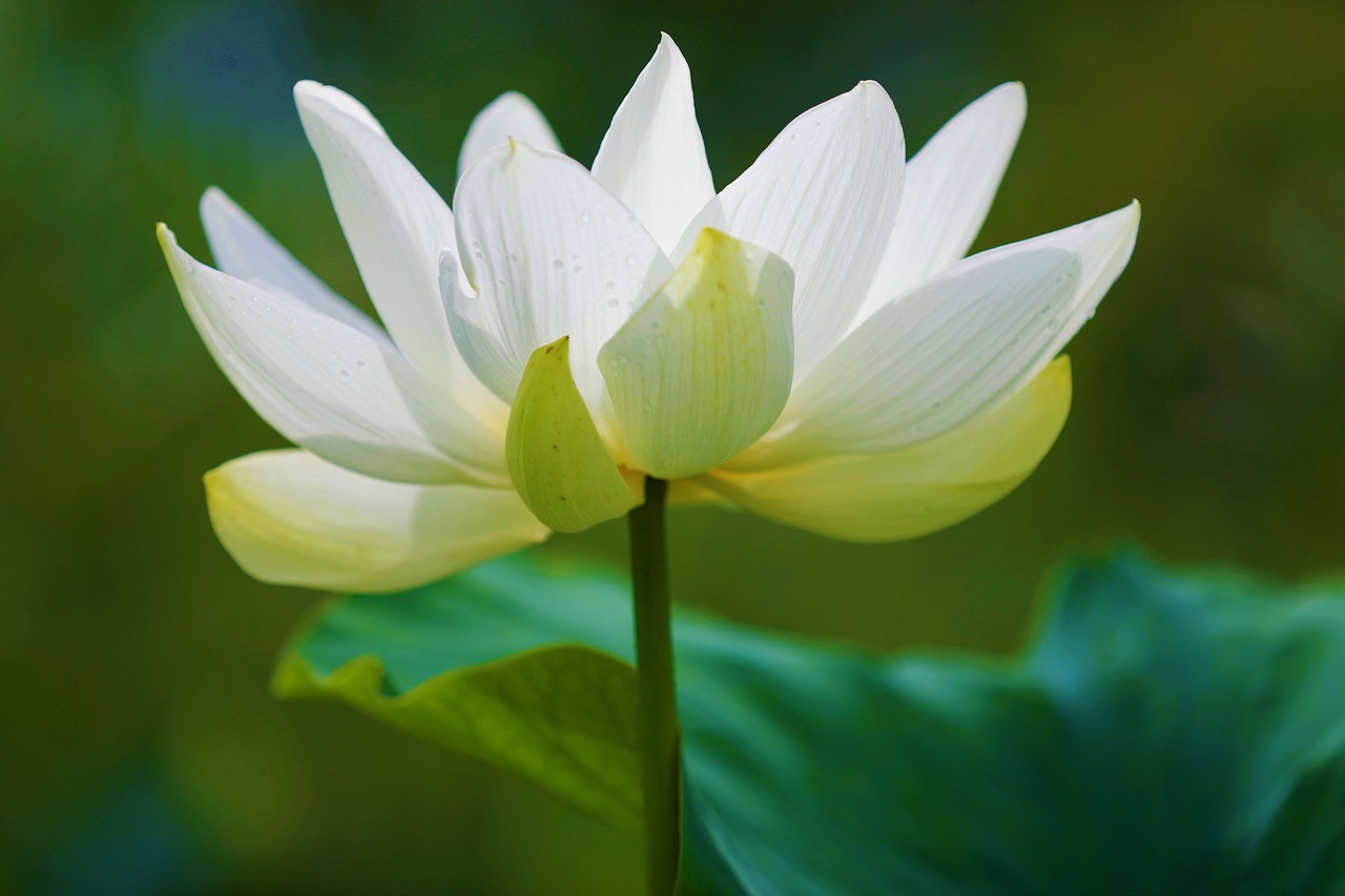 lotus  white smoke  pure free photo