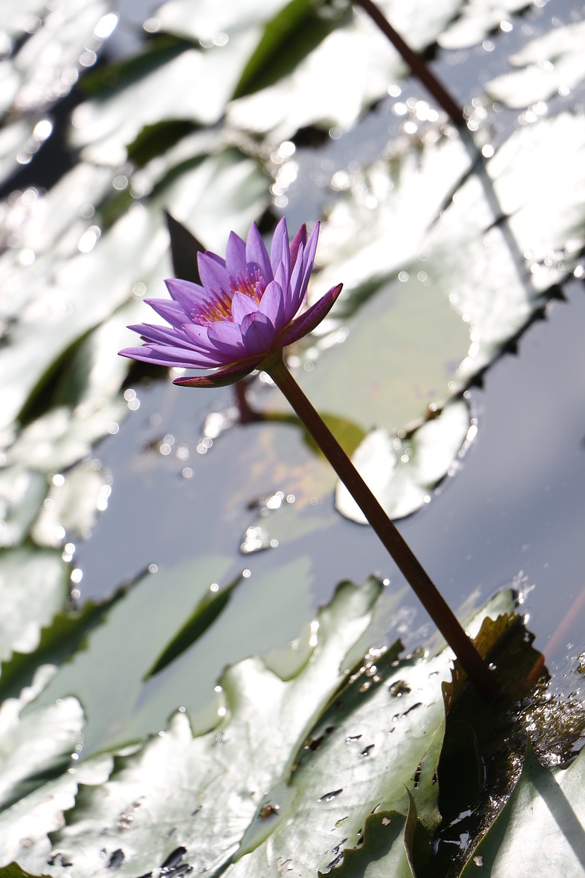 lotus water lilies free pictures free photo