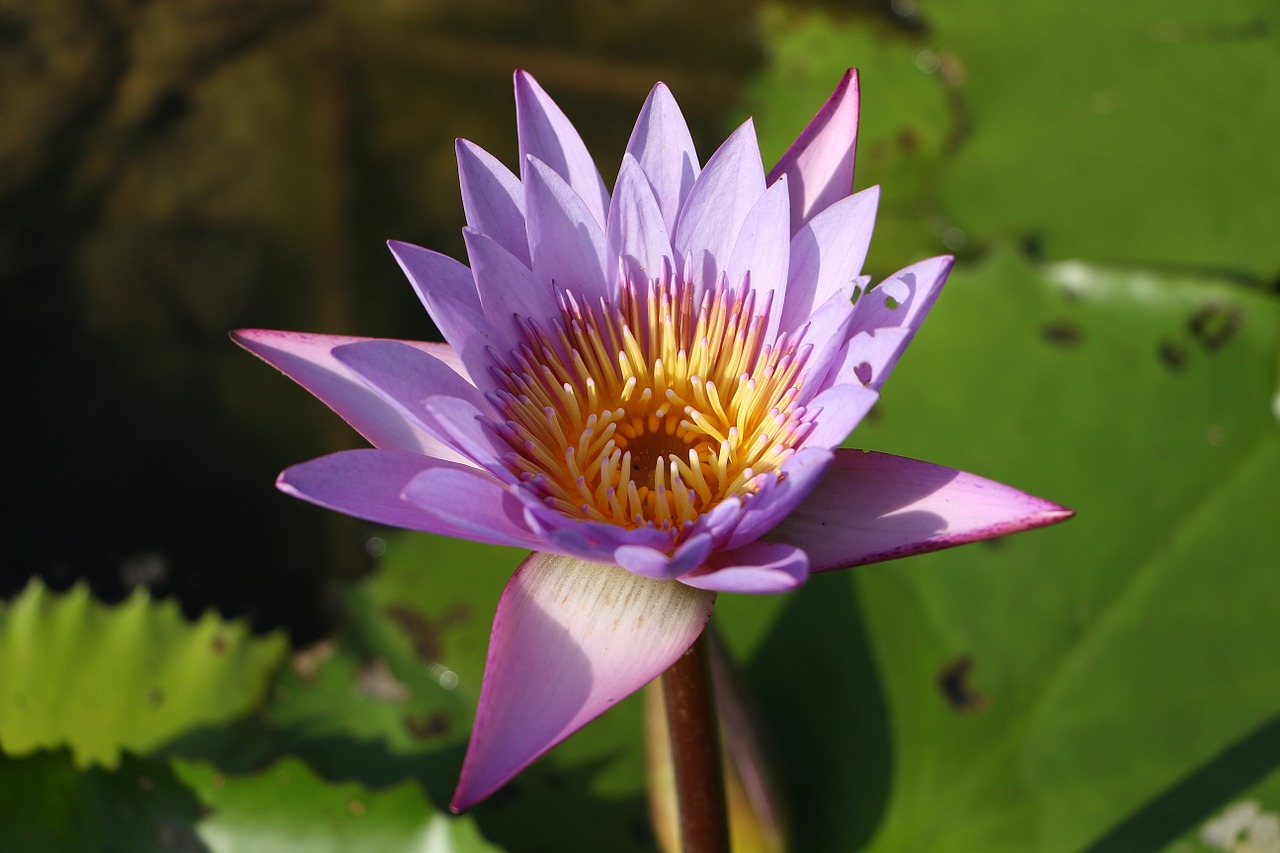 lotus water lilies free pictures free photo