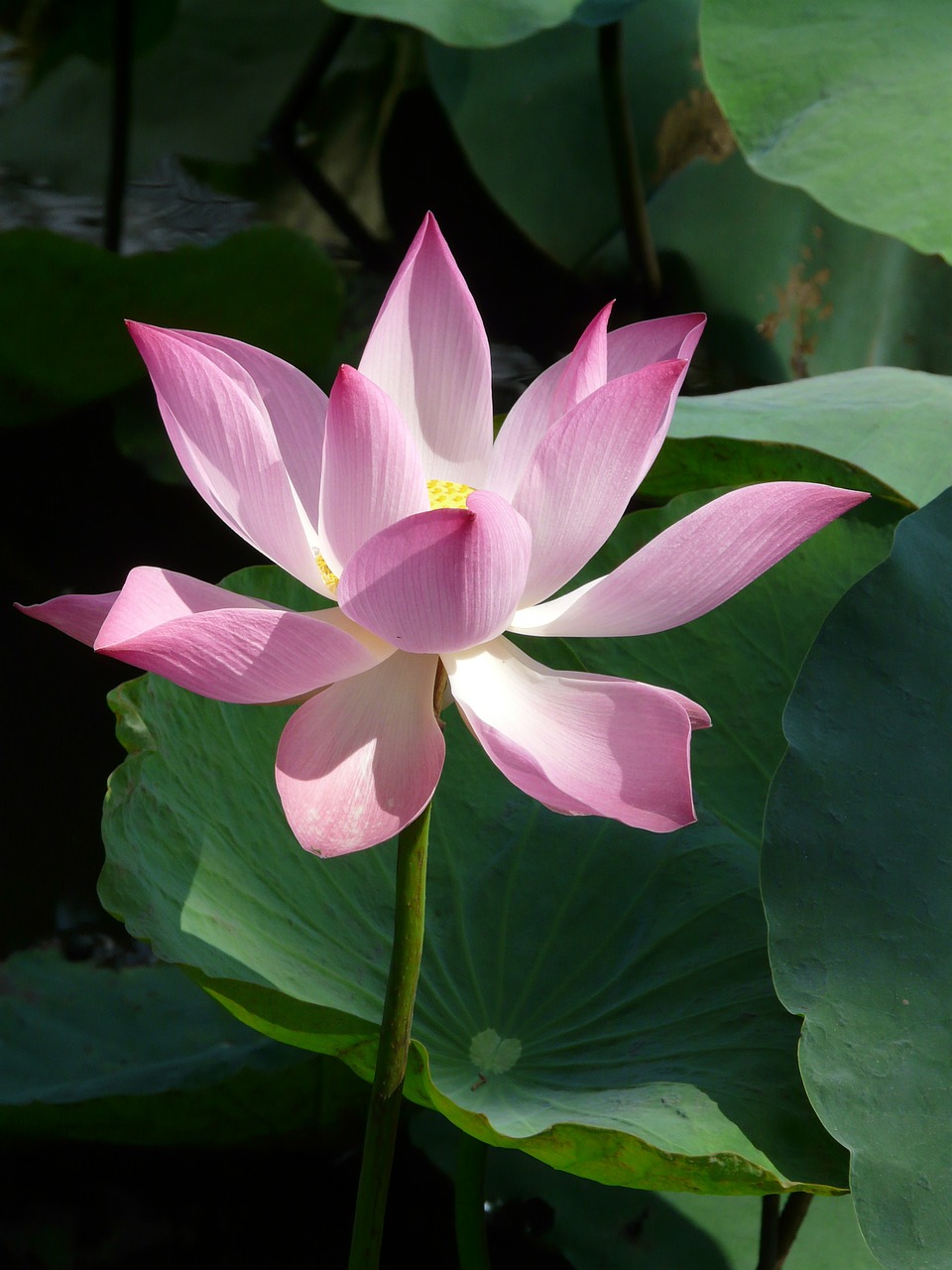 lotus lotus blossom blossom free photo