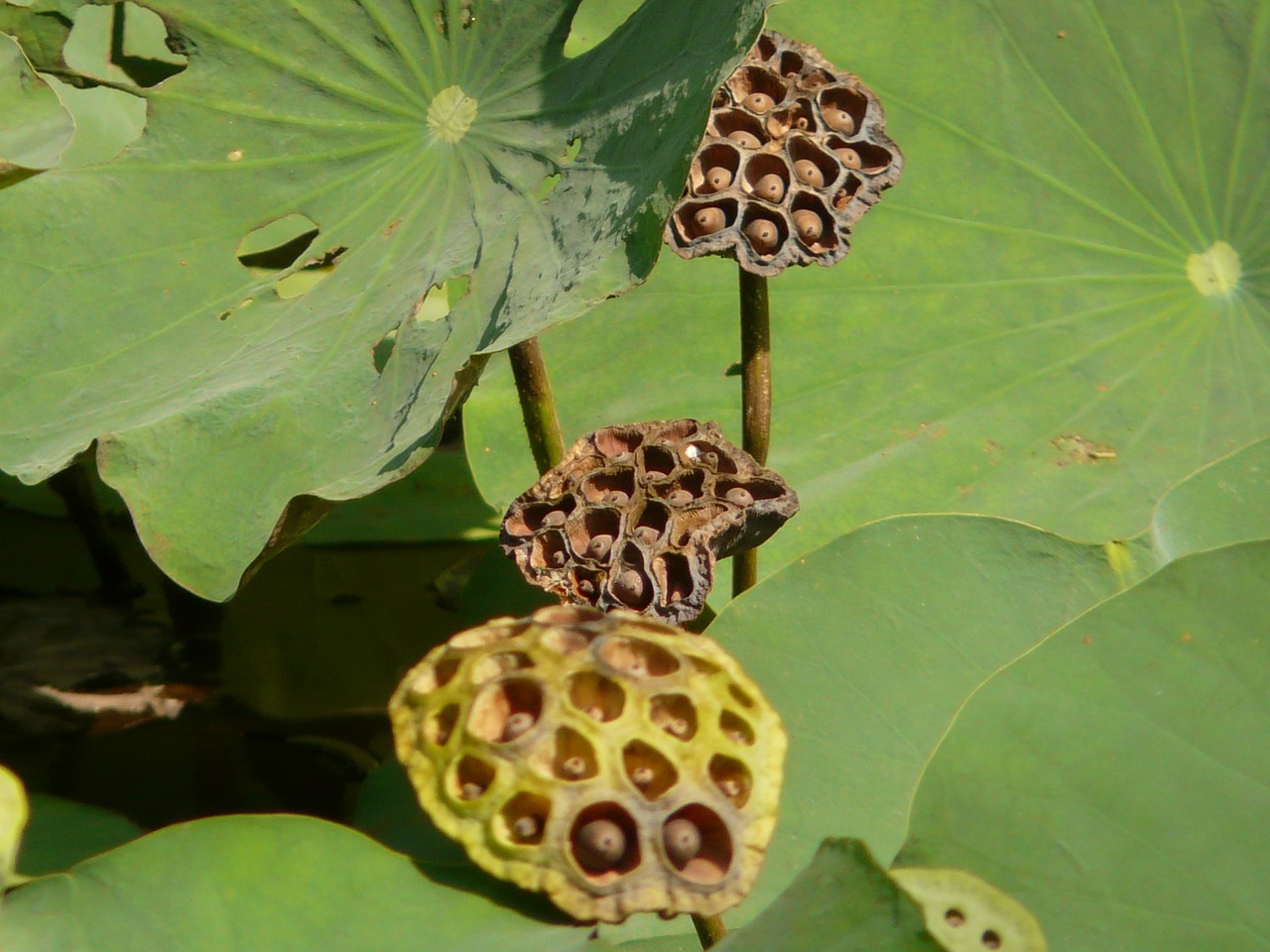 lotus seeds was seeds free photo