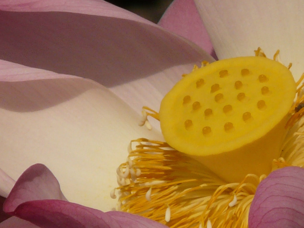 lotus lotus blossom blossom free photo