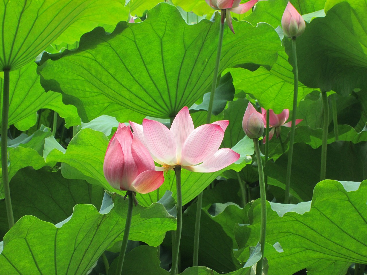 lotus green plant free photo