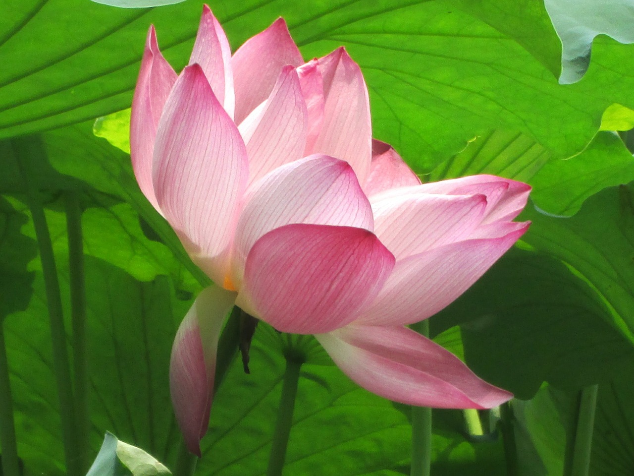 lotus green plant free photo