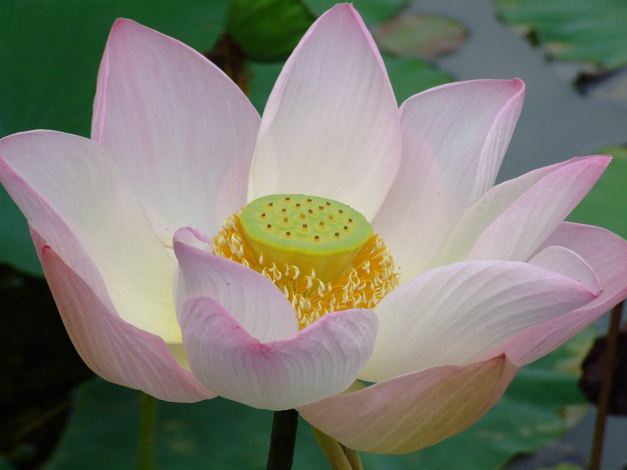 lotus flower pink free photo