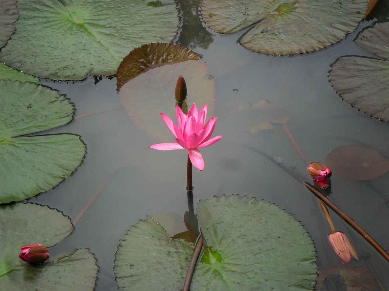 lotus flower pink free photo