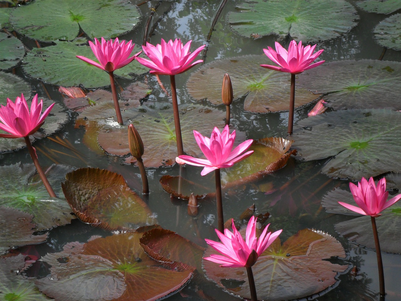 lotus flowers pink free photo