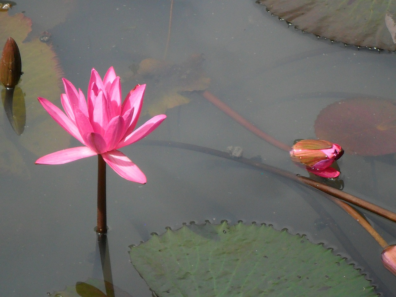 lotus flower pink free photo