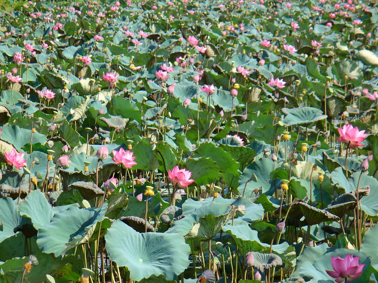 lotus nature landscape free photo