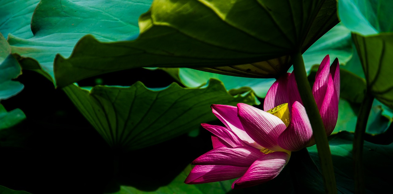 lotus flower plant free photo