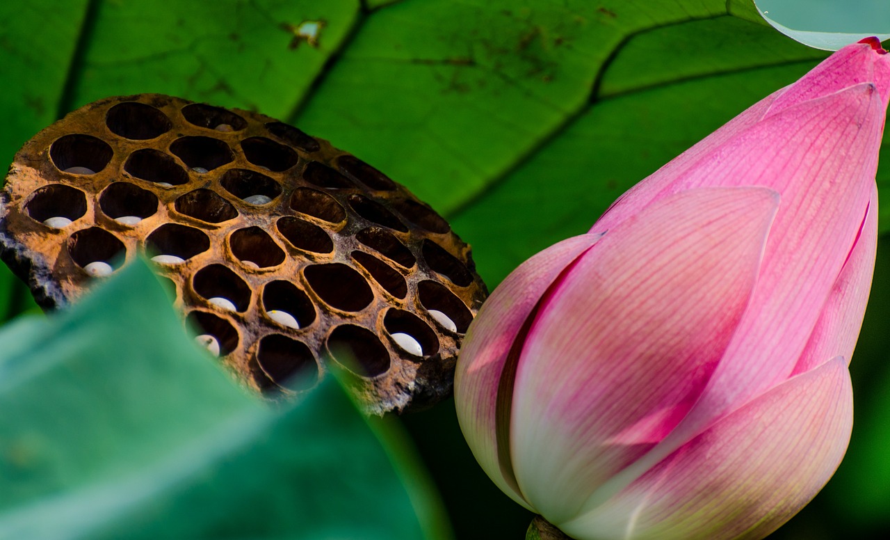 lotus flower plant free photo