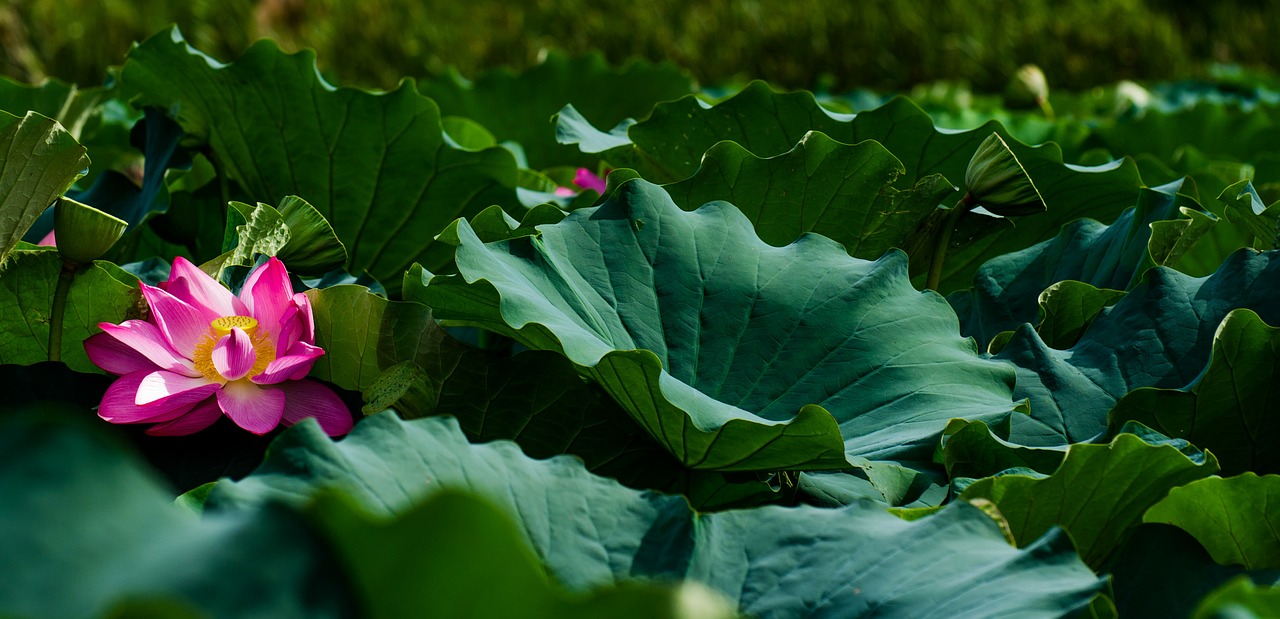 lotus flower plant free photo