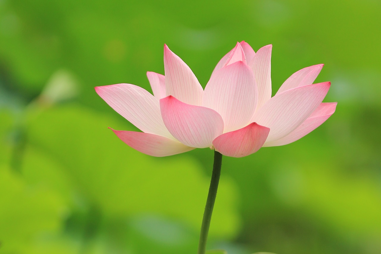 lotus fresh landscape free photo