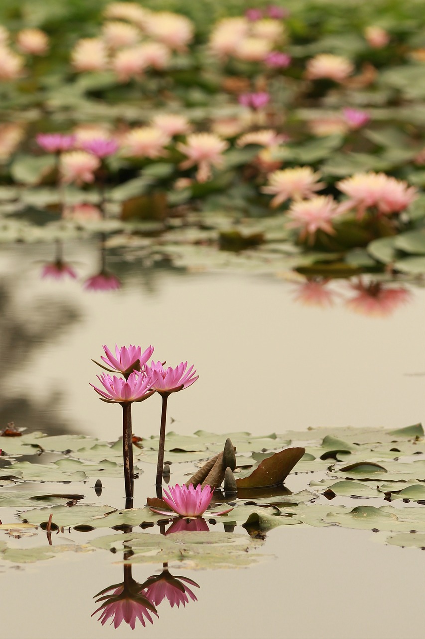 lotus reflection flower free photo