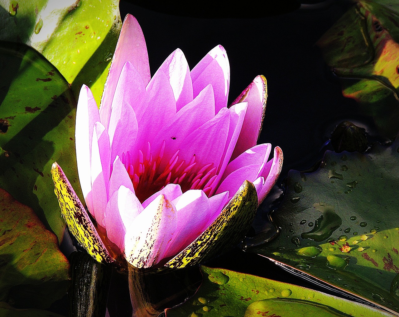 lotus pink lily free photo