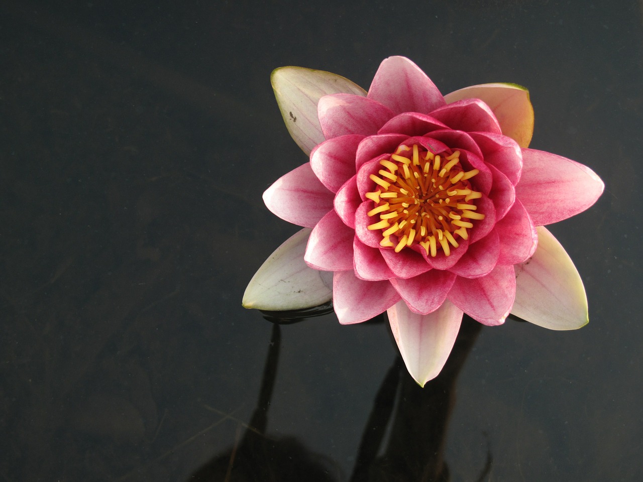 lotus flowers nature free photo