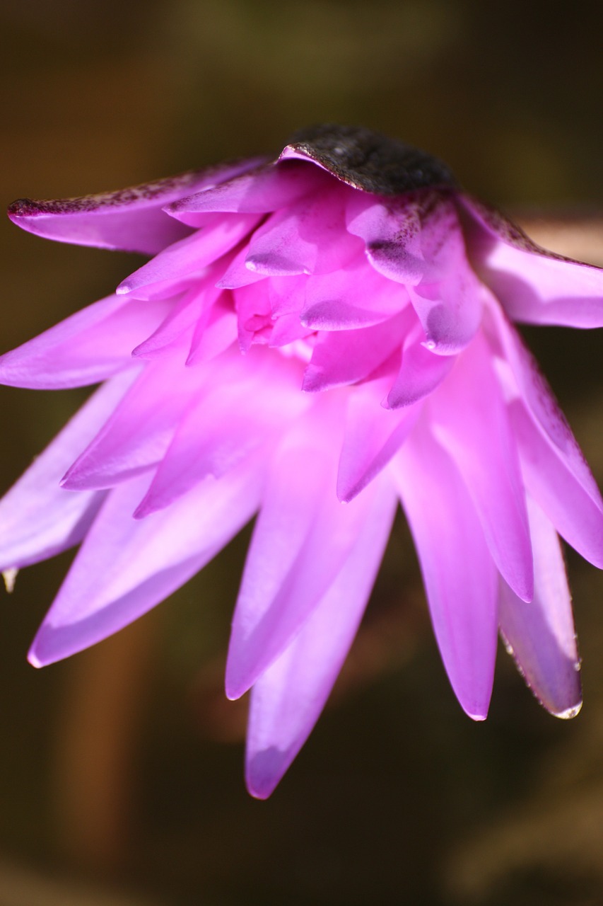 lotus flower nature free photo